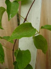 Mystery Vine.jpg
