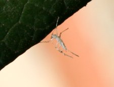 Bug on rhodo.jpg