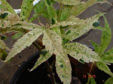 Plants 8.13 017.jpg