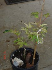 Plants 8.13 018.jpg
