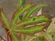 Plants 8.13 024.jpg
