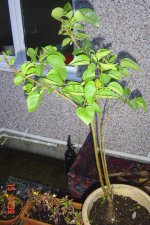 DSC02327.JPG