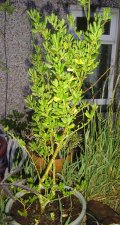 DSC02328.jpg
