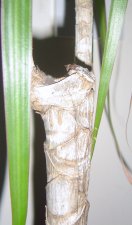 DSC02334.JPG