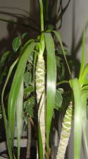 DSC02337.JPG