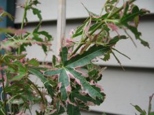 IMG_2315.jpg