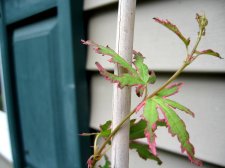 IMG_2319.jpg