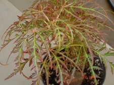 Baby Lace and Trompenburg 8.22 005.jpg