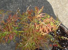 Baby Lace and Trompenburg 8.22 012.jpg