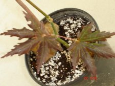 Baby Lace and Trompenburg 8.22 017.jpg