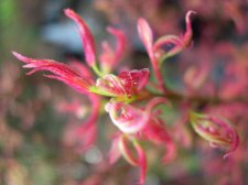wilsons pink budbreak.jpg