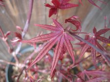 IMG_1631_1_1.JPG