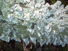 fungus or lichen.jpg