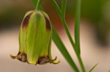 fritillaria_acmopetala_big.jpg