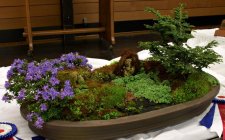 joe_keller_miniature_garden.jpg