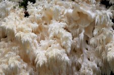 hericium_abietis_nocrop.jpg