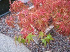 IMG_0686_2_1.JPG