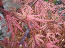IMG_2288_3_1.JPG