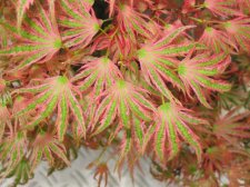 acer_palmatum_beni_shichihenge.JPG