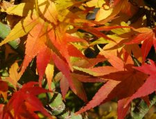 2004_11_leaves_small.jpg