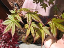 IMG_2522_2_2_1.JPG