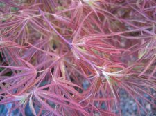 IMG_2123_3_1.JPG