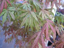 IMG_2386_4_1.JPG