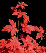 2004_11_smalltree_foliage_small.jpg
