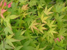 jiro-shidare-leaves.jpg