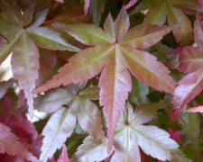 acer_palmatum_deshojo_feuille_2.jpg