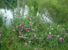 4th of Julyflowernet.JPG