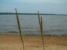 grassybeach.JPG