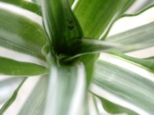 palmdracnet.JPG