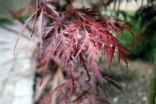 Acer_palmatum_dissectum (1).jpg