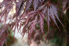 Acer_palmatum_dissectum.jpg