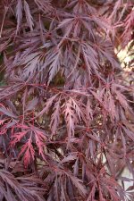 Acer_palmatum_dissectum (3).jpg