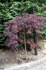 Acer_palmatum_dissectum (2).jpg
