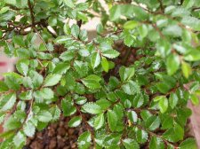 ulmus_parvifolia.jpg