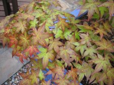 IMG_2898_1_1.JPG
