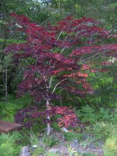 A.-palmatum-okagami.jpg