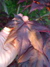 A.-palmatum-okagami-leaf.jpg