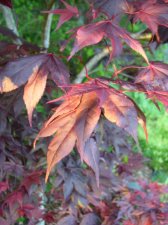 A.-palmatum-sunlit-okagami.jpg