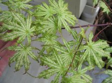 IMG_2896_4_1.JPG