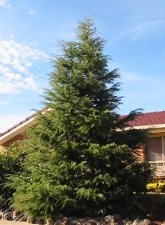 Conifer 1a.jpg