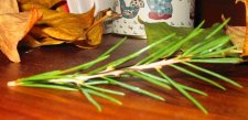 Conifer 1b.jpg