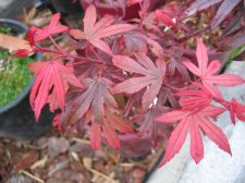 IMG_2849_1_1.JPG