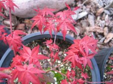 IMG_2503_2_1.JPG