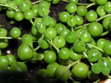 5 17 05 010 String of Pearls.jpg