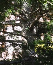 tree bark.jpg