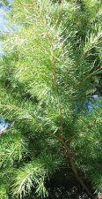 branches 1.jpg